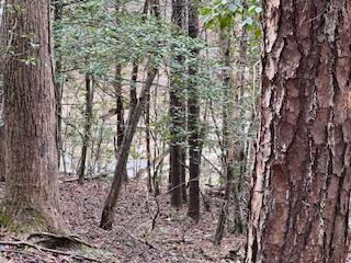 216 Holly Hill Drive