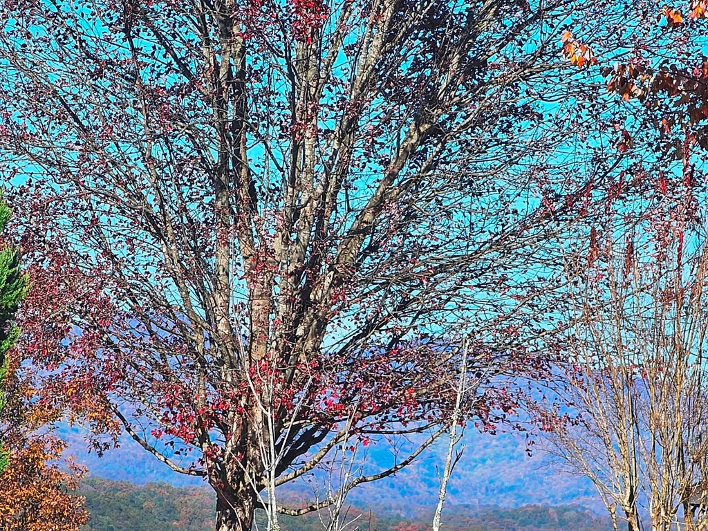 Lot 100 NE Pin Oak Ridge