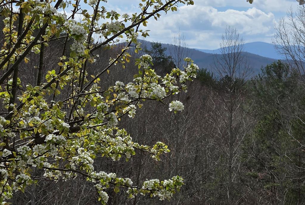 8.5 Blue Berry Ridge