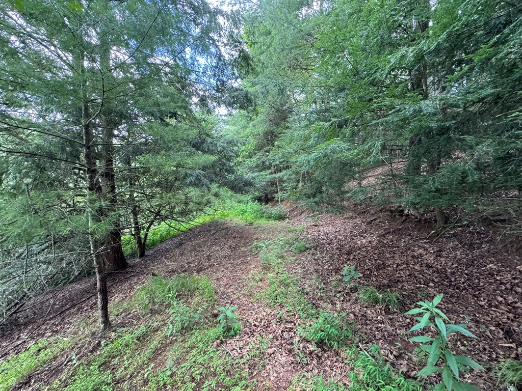 Lot 61 White Pine Trail