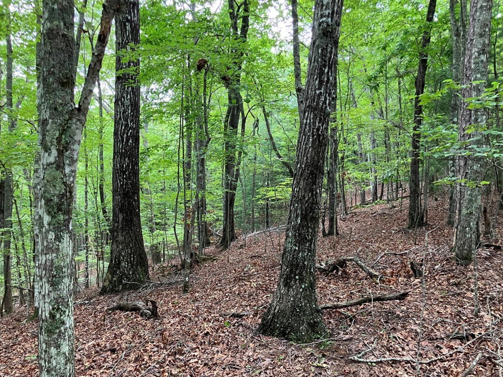 Lot 41 Floris Mountain Road