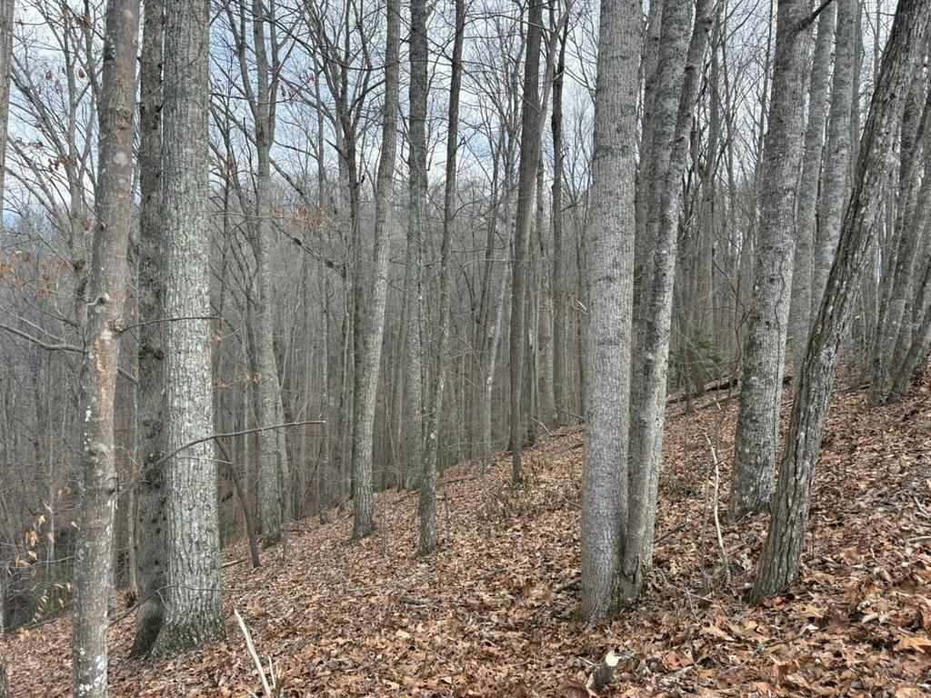 TRACT 3 Doc Thomas Ridge Road