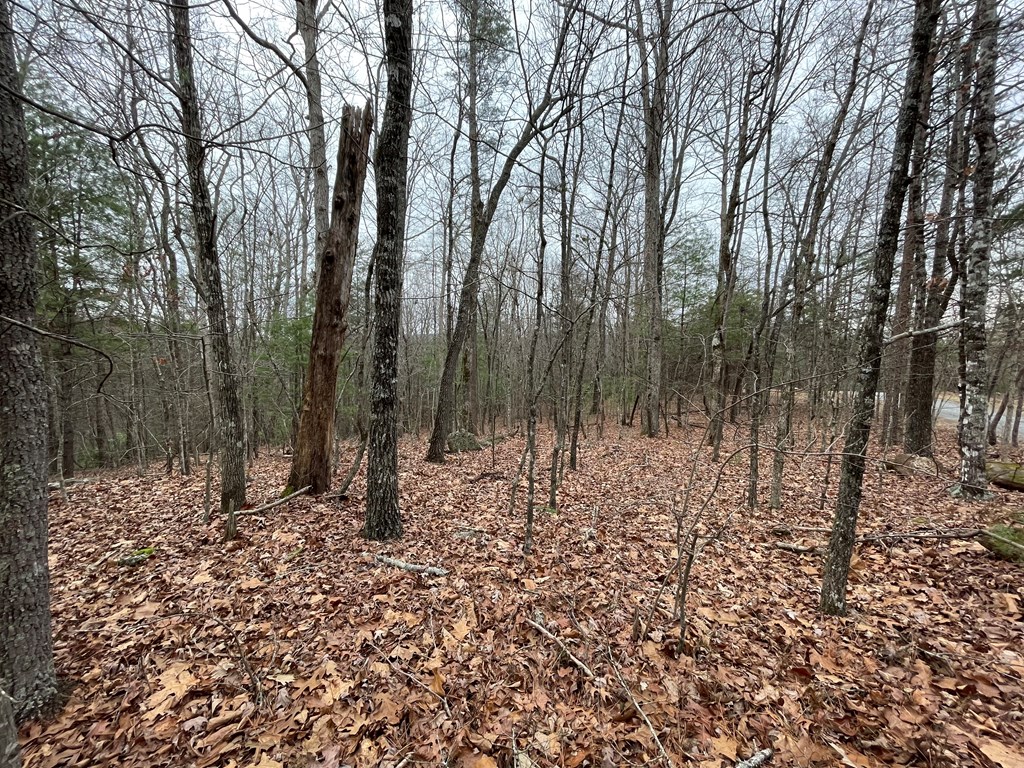 Lot 40 Squirrel Hunting Road