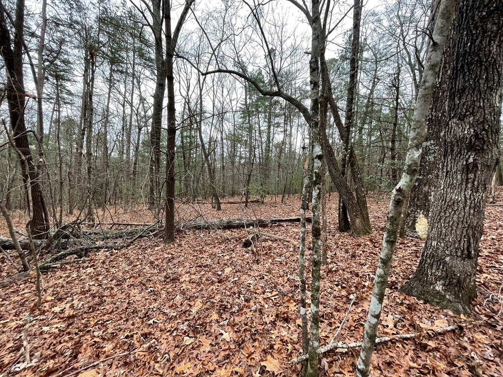 Lot 40 Squirrel Hunting Road