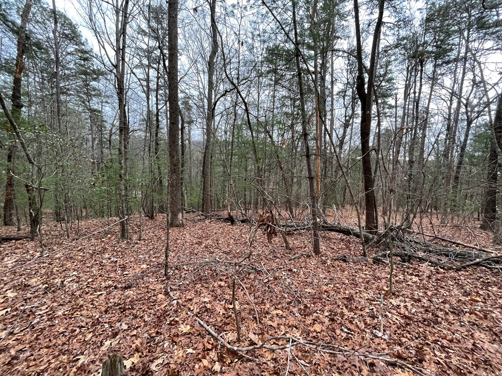 Lot 40 Squirrel Hunting Road