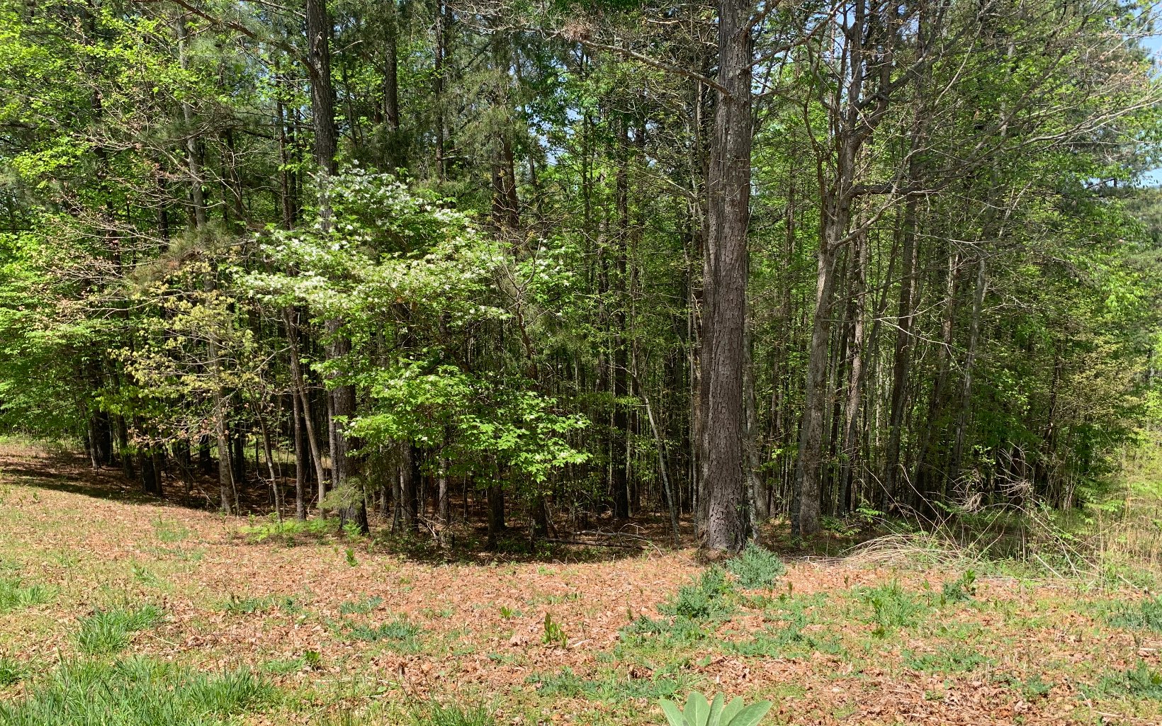 Lot 28 Loftis Mountain