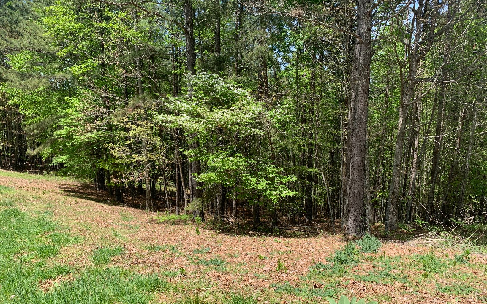 Lot 28 Loftis Mountain
