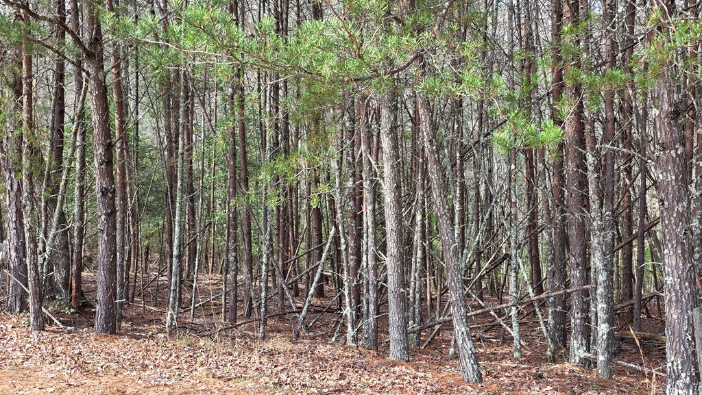 Lot 25 Pine Log Circle