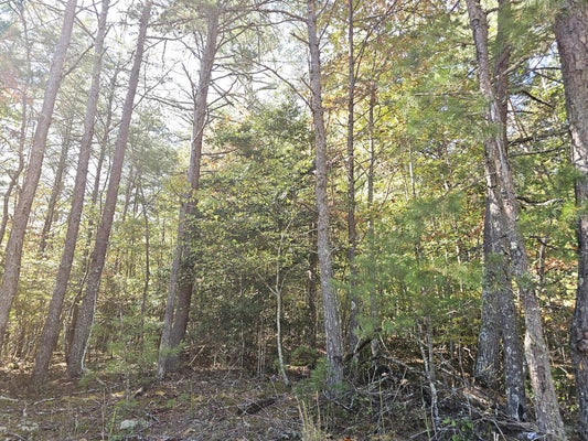LOT 12 DEER SPRINGS ROAD, MORGANTON, GA 30560 - Image 8e79b8b434ddb7bae97c13d56e5cd6f8/367558838