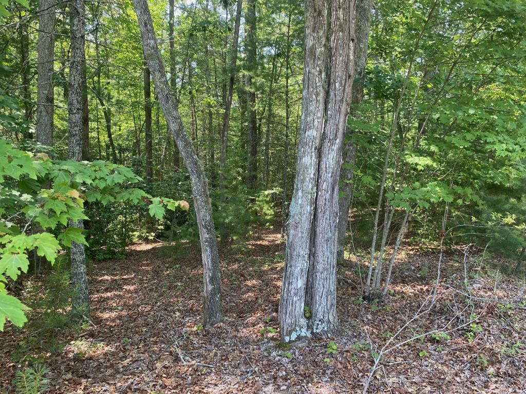 0 Point Overlook Trail