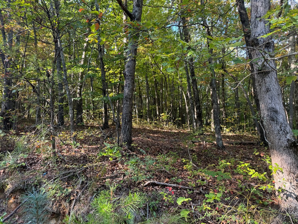 13.57 Ac Burnt Mountain Cove Road
