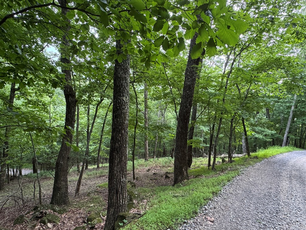 Lot 37 Picklesimer Mountain