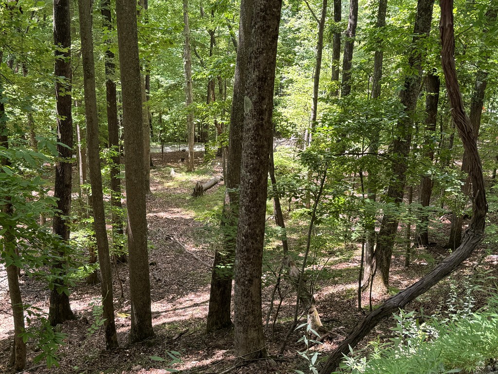 Lot 37 Picklesimer Mountain