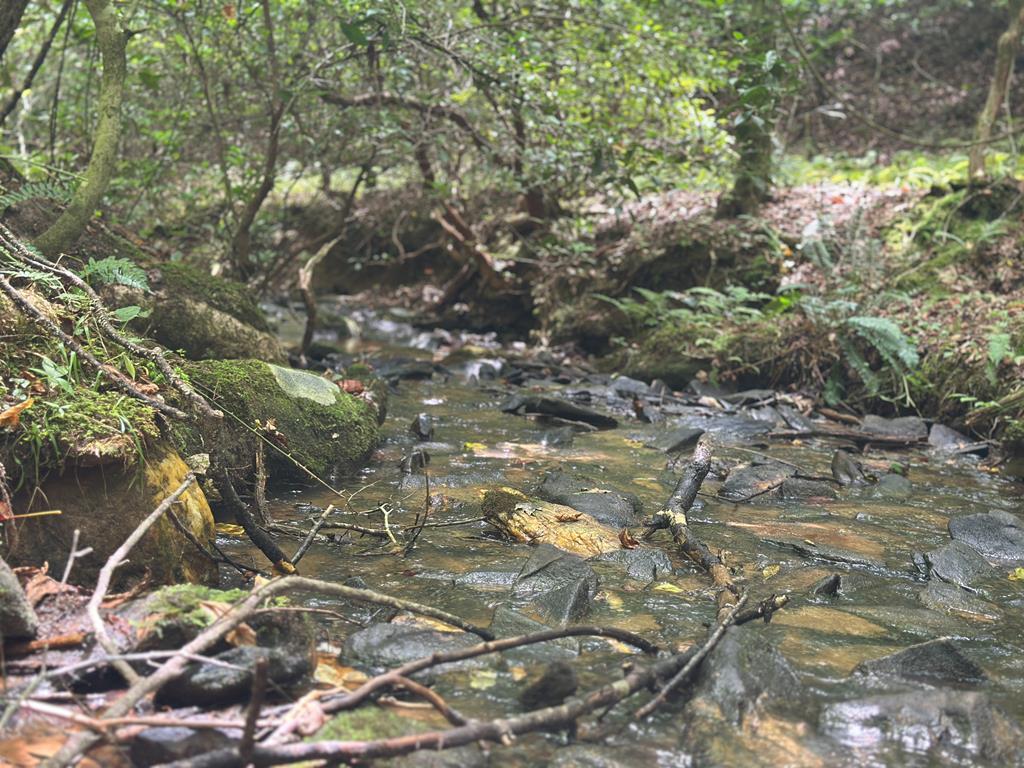 Lot 40 Wolf Creek Estates