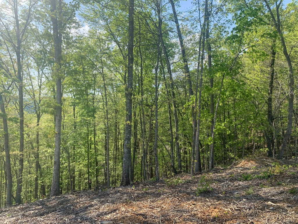 Ellijay, Georgia 30540, United States, ,Land,Active,59353