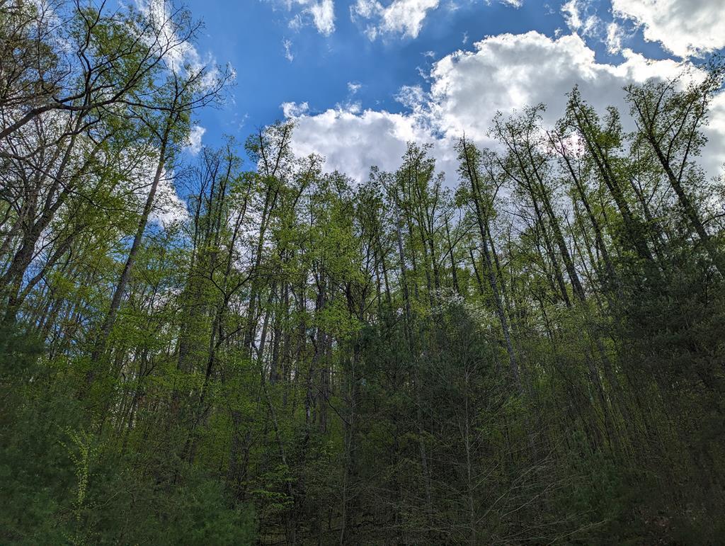 00 Buck Creek Trail