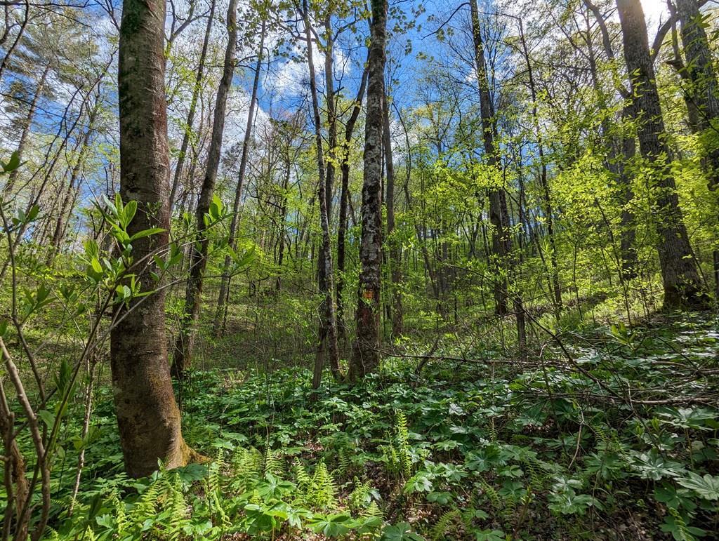 00 Buck Creek Trail