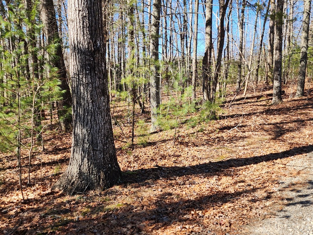 L17 Gray Grouse Trail