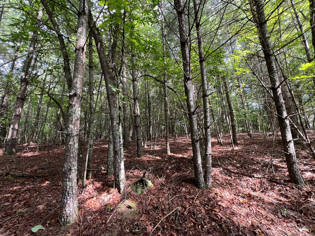 00 Pine Log Church Road