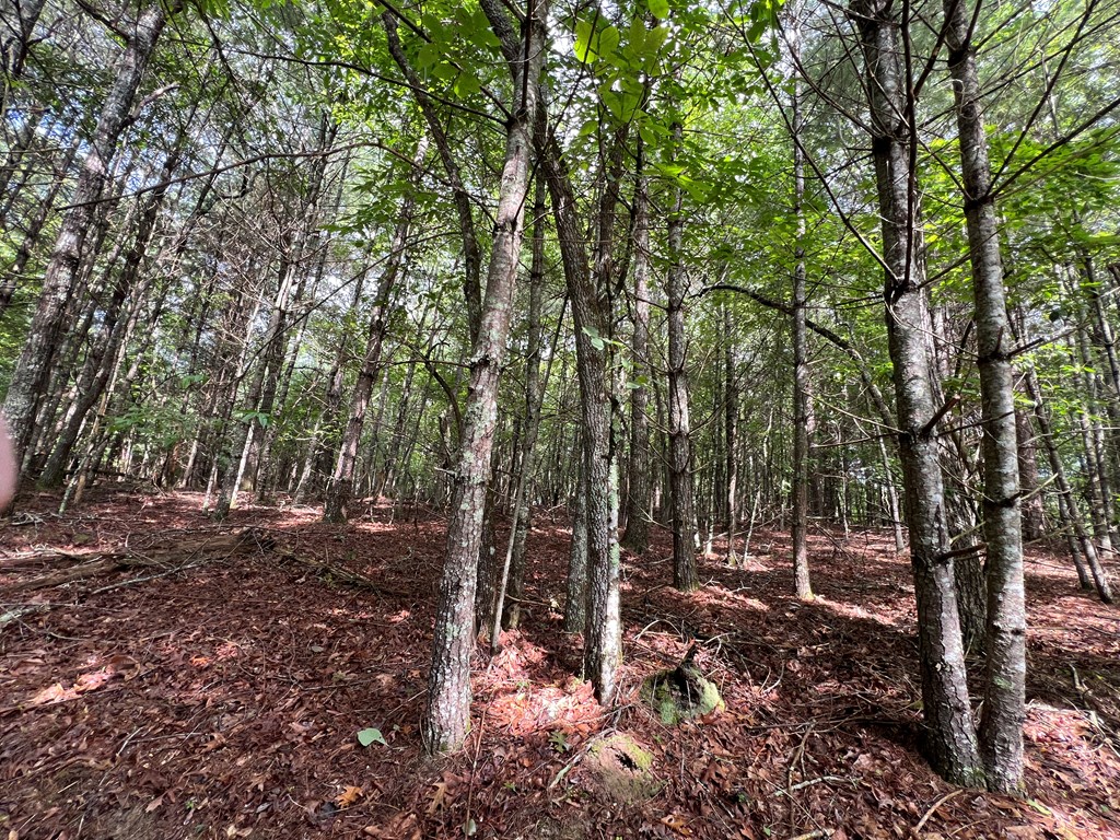 00 Pine Log Church Road