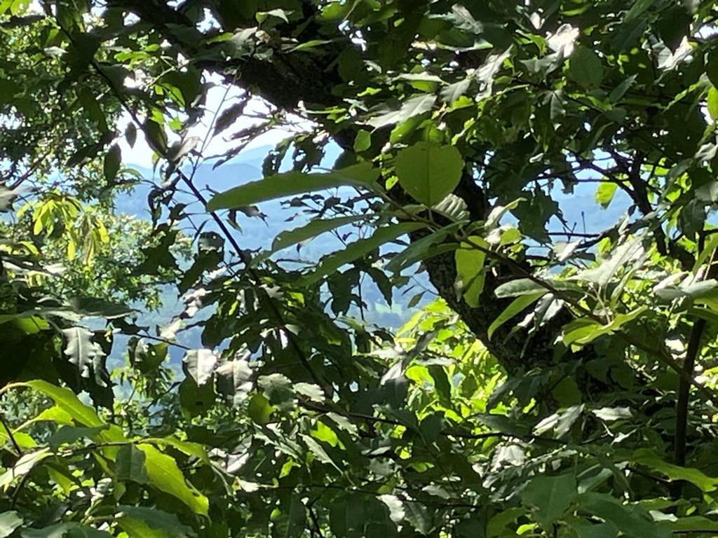 Lot 10 Brasstown Heights