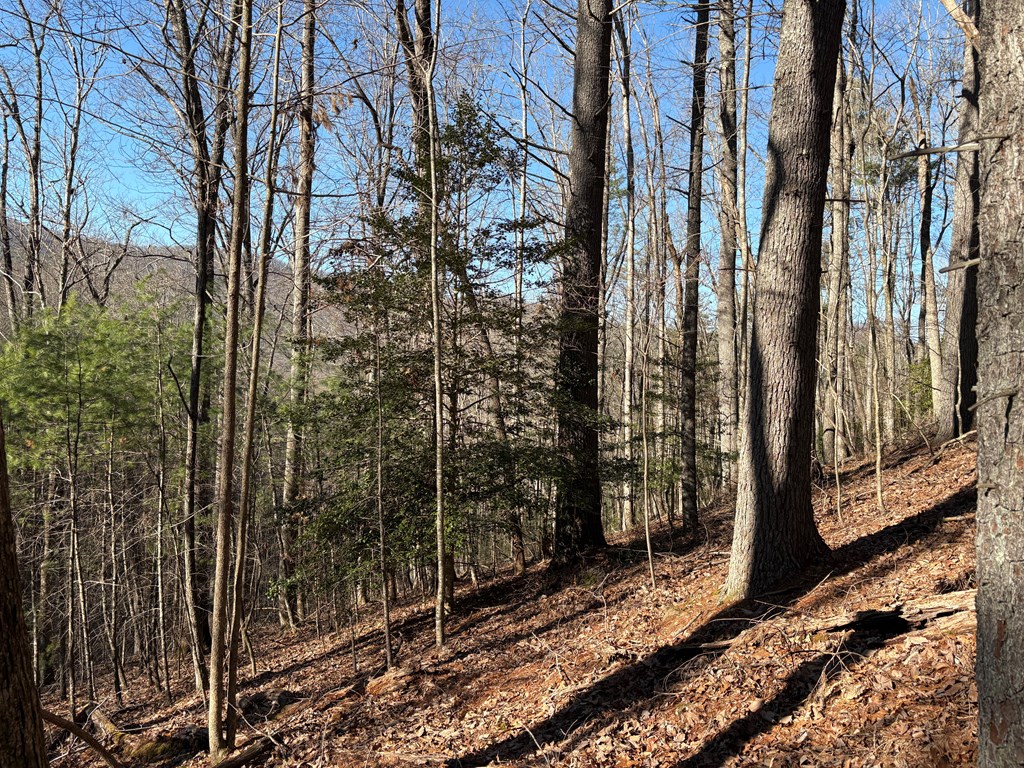 LT 62 Gobblers Knob/Laurel