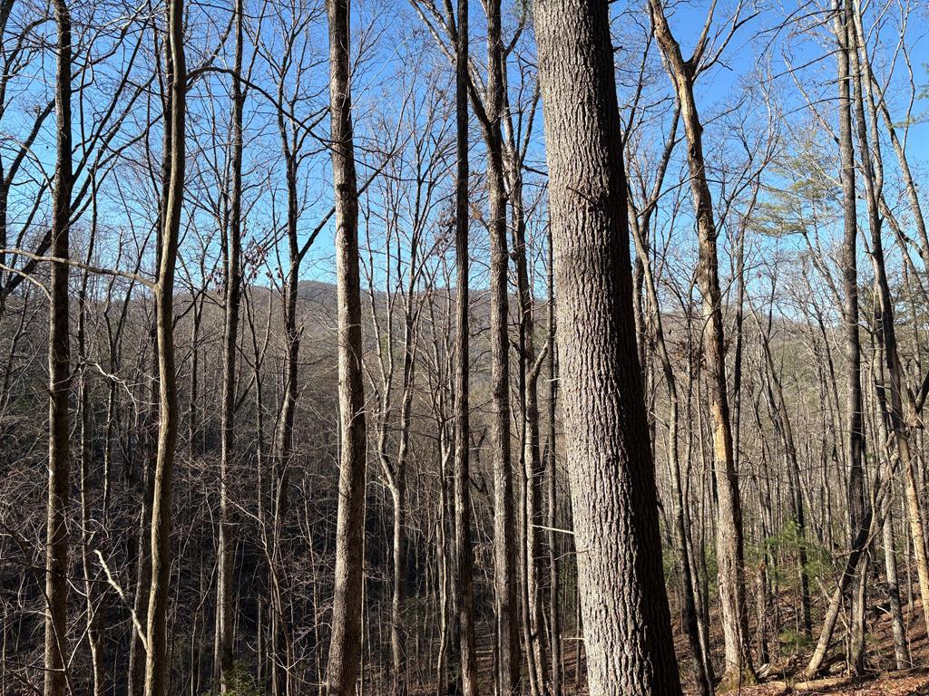 LT 62 Gobblers Knob/Laurel