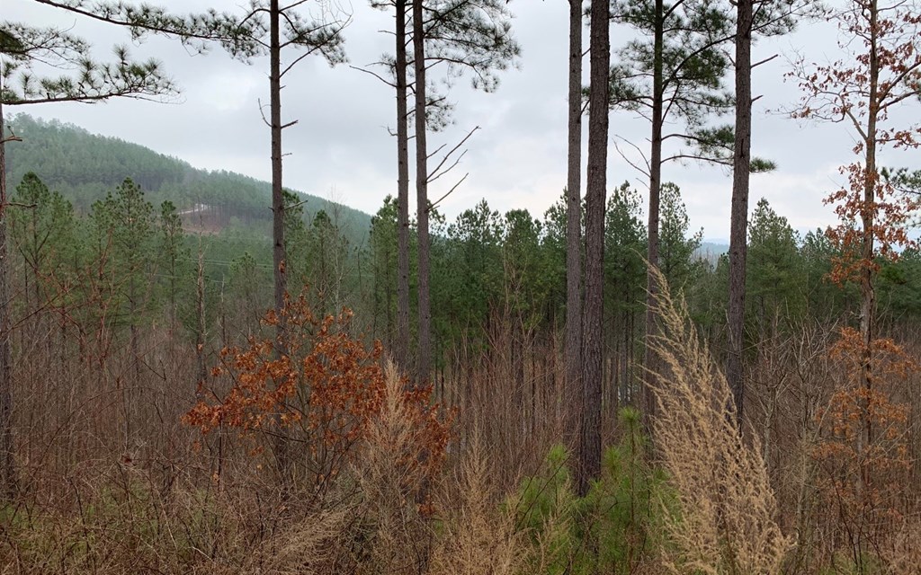 Lot 59 Ridge Peak View