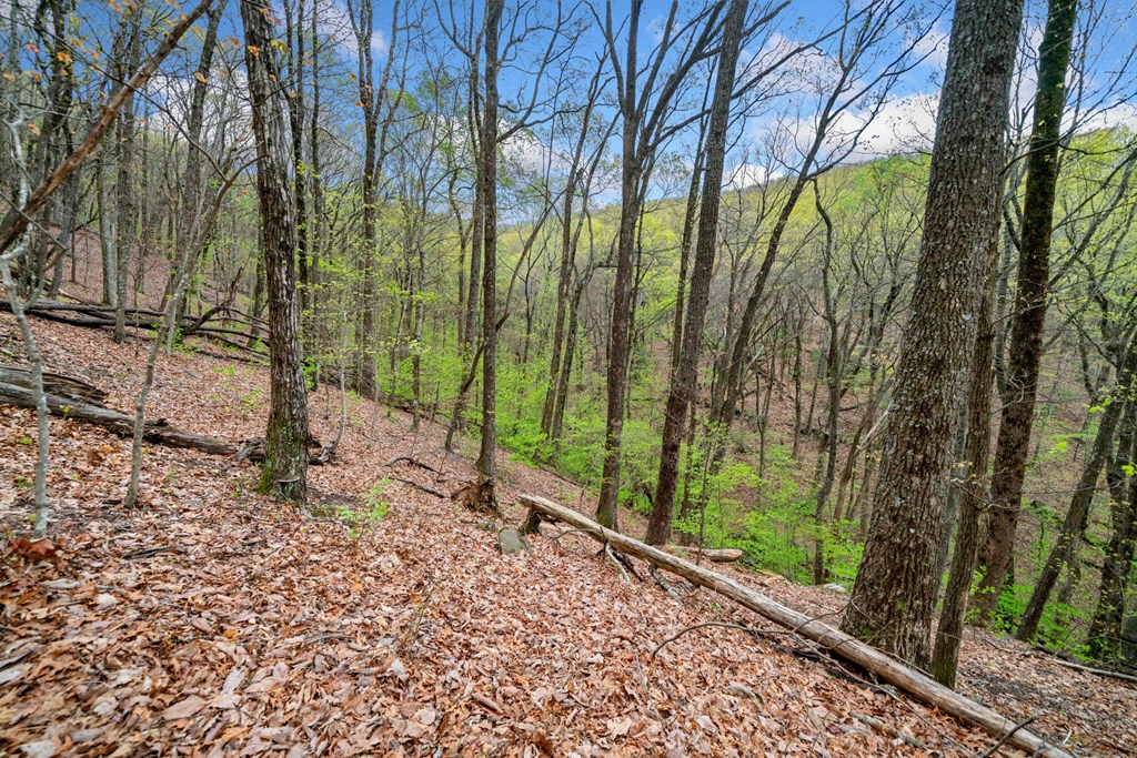 0 Sassafras Mountain Trail