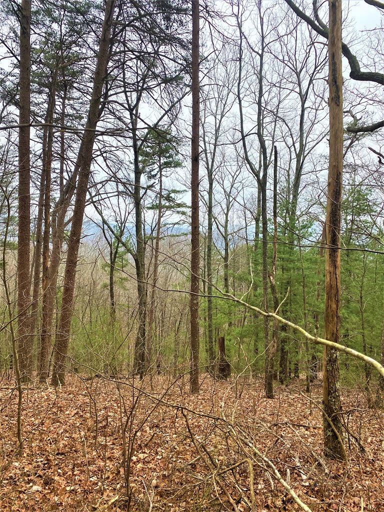 7 Lot Brushy Top Drive