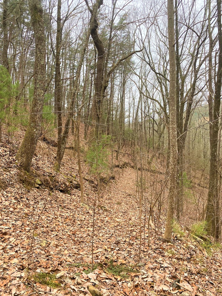 7 Lot Brushy Top Drive