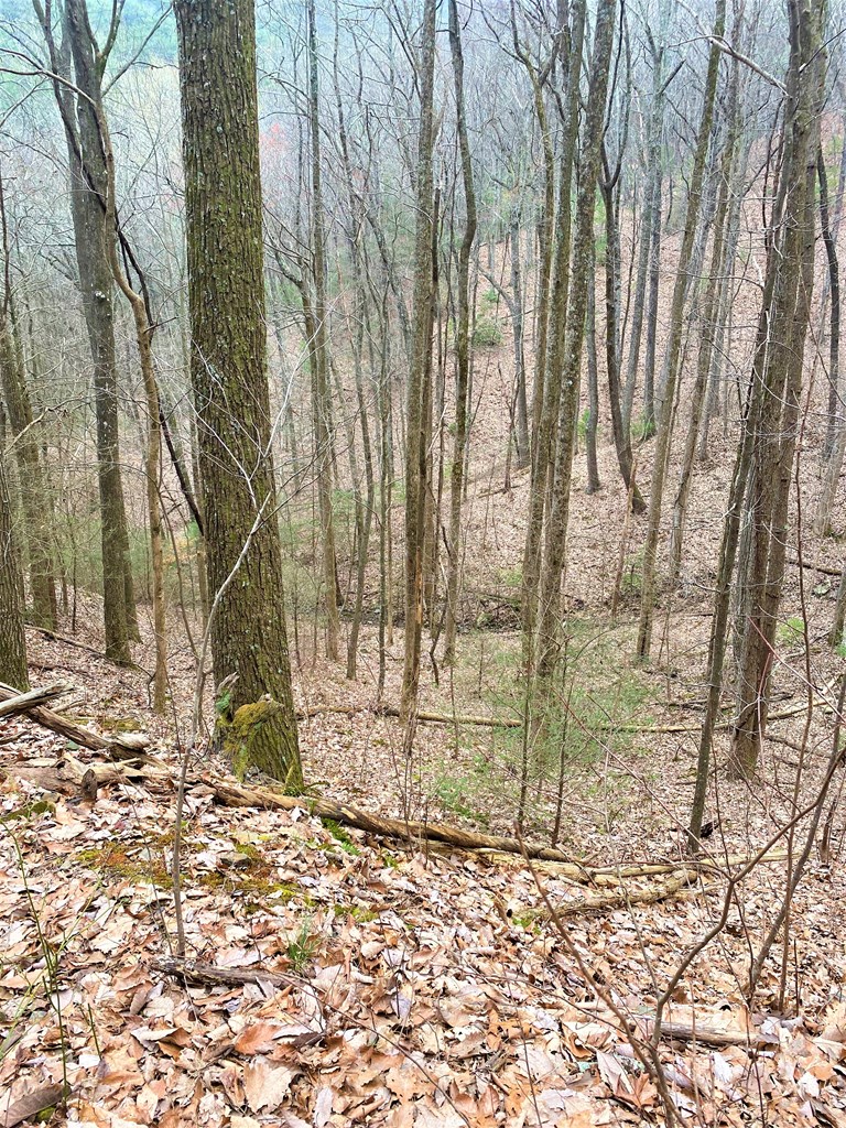 7 Lot Brushy Top Drive