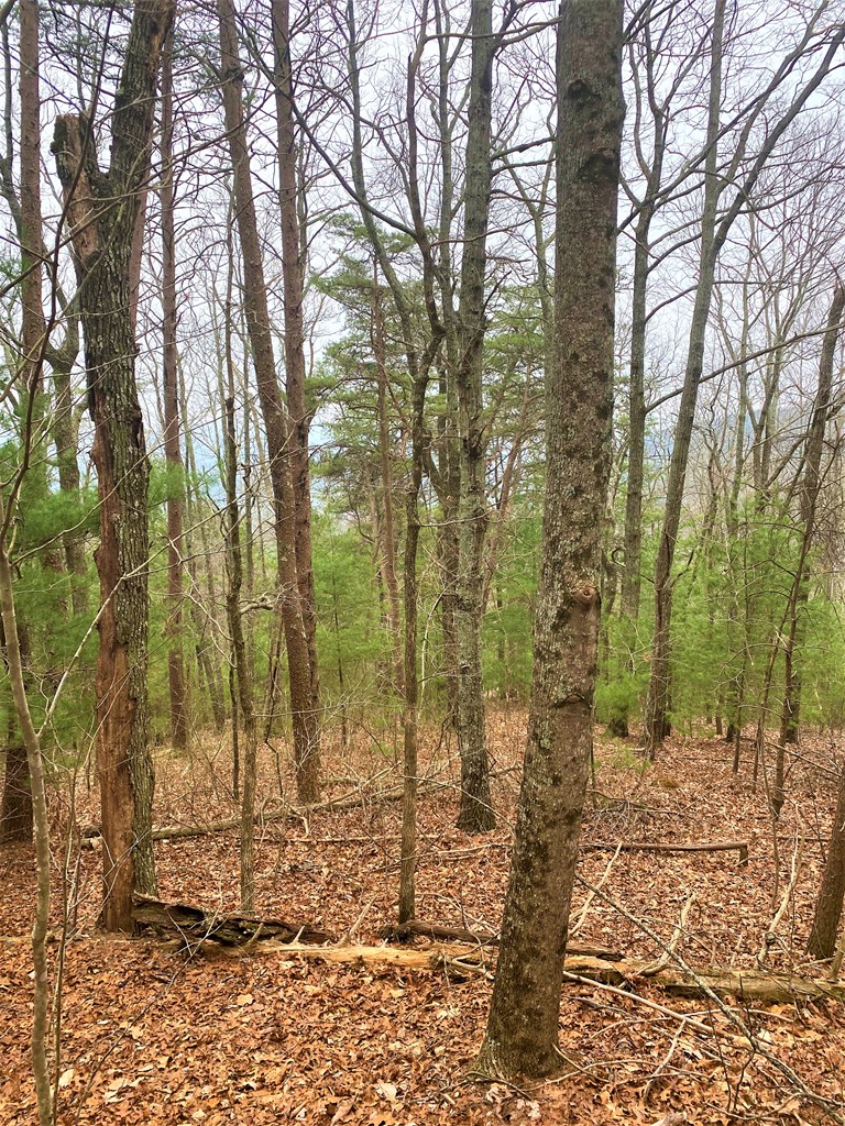 7 Lot Brushy Top Drive