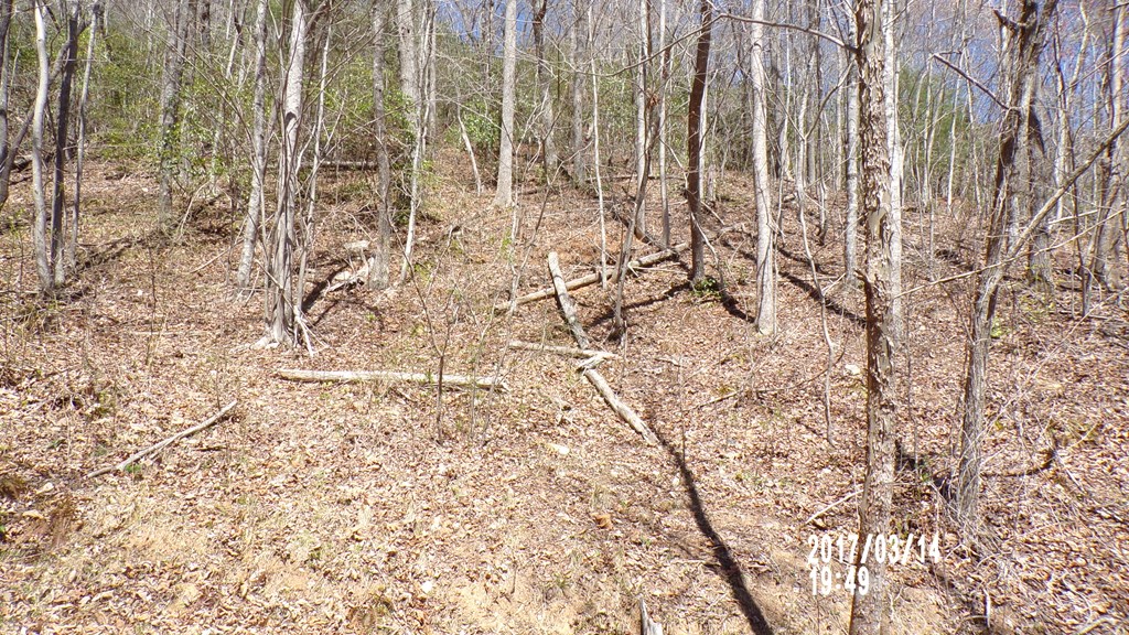 #3 Strawberry Fields