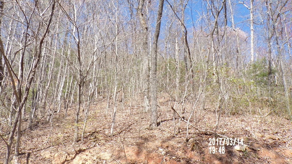 #3 Strawberry Fields