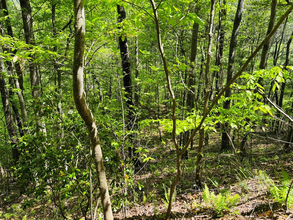 Tract 16 Quinn Cove Road