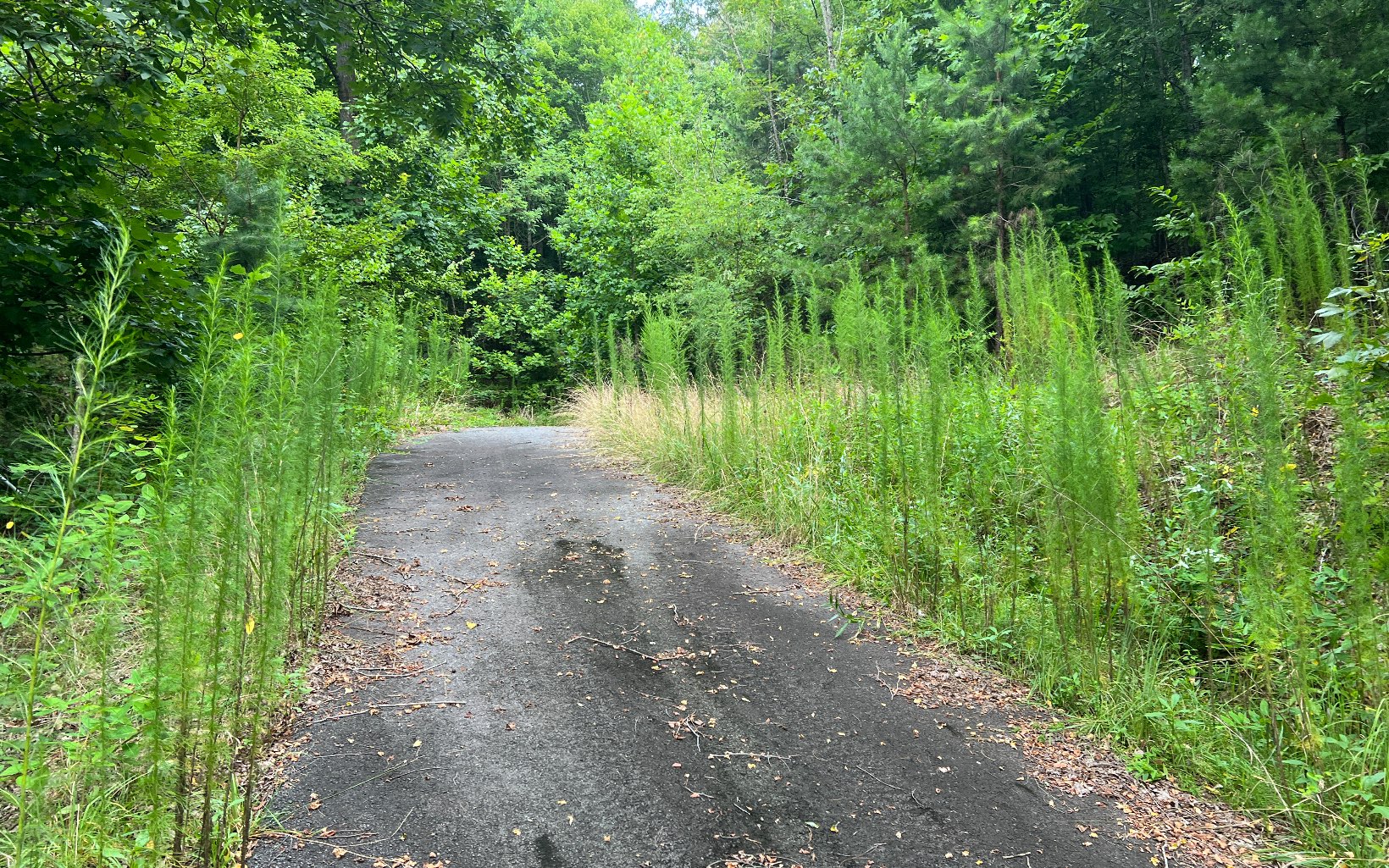 Lot 12 The Preserve At Beach Mountain