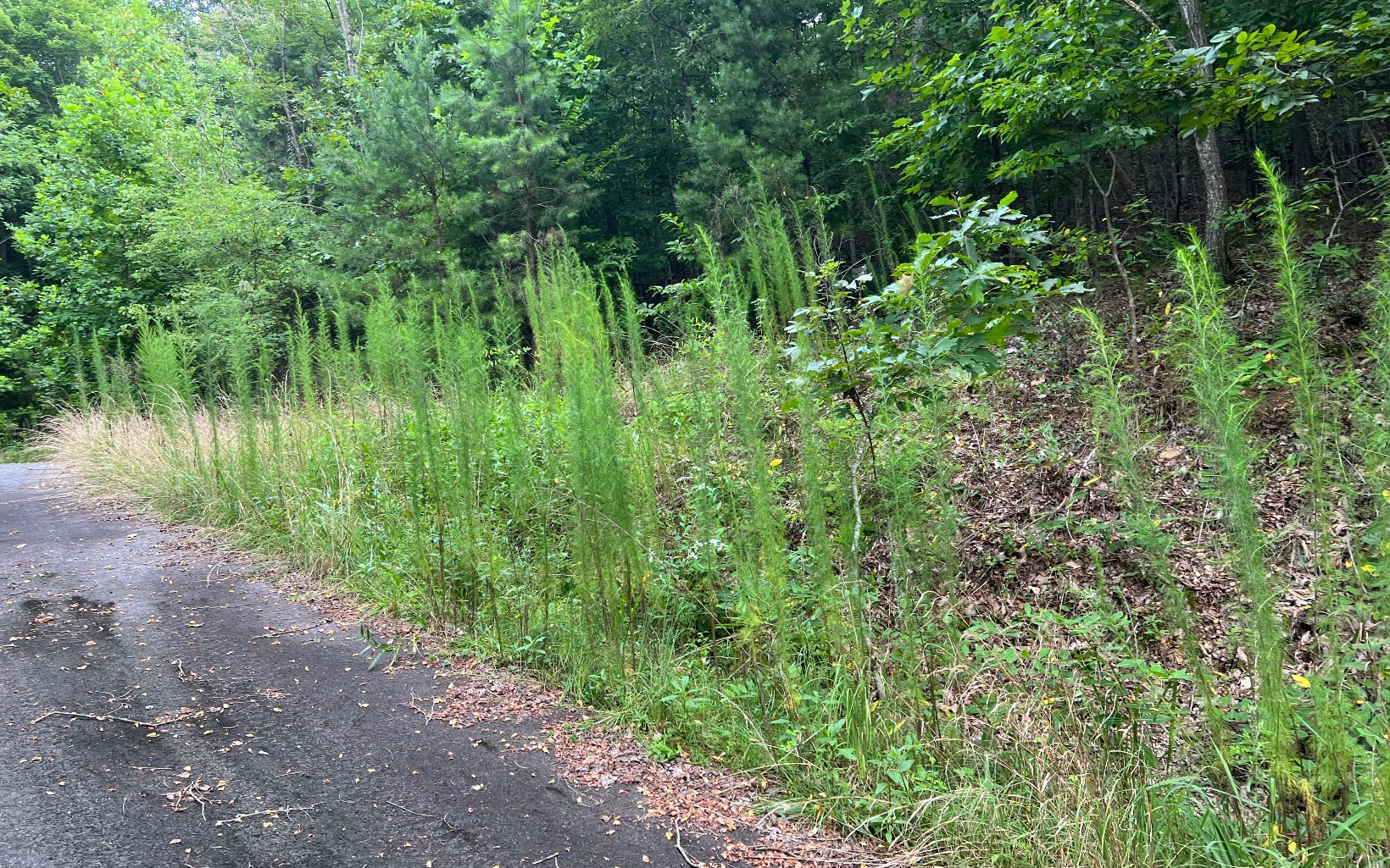 Lot 12 The Preserve At Beach Mountain