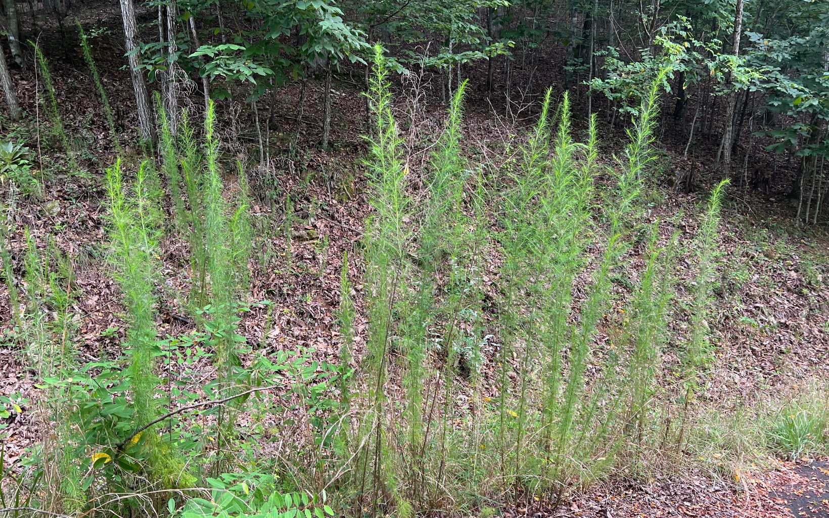 Lot 12 The Preserve At Beach Mountain