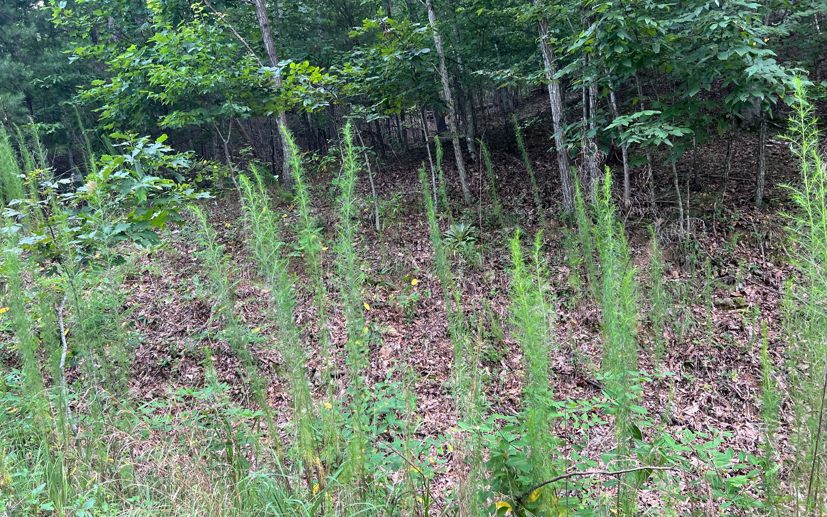 Lot 12 The Preserve At Beach Mountain