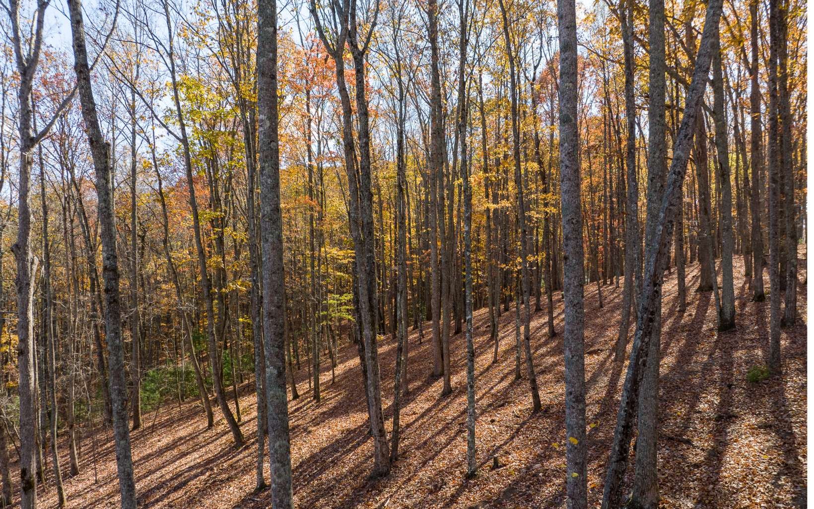 Lot 17R Tanager Trail