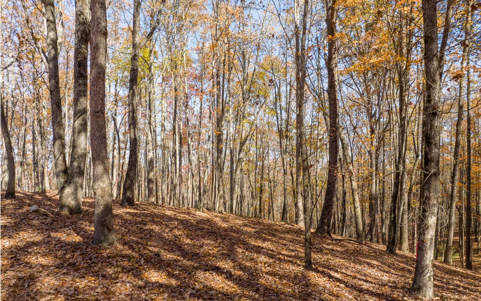 Lot 17R Tanager Trail