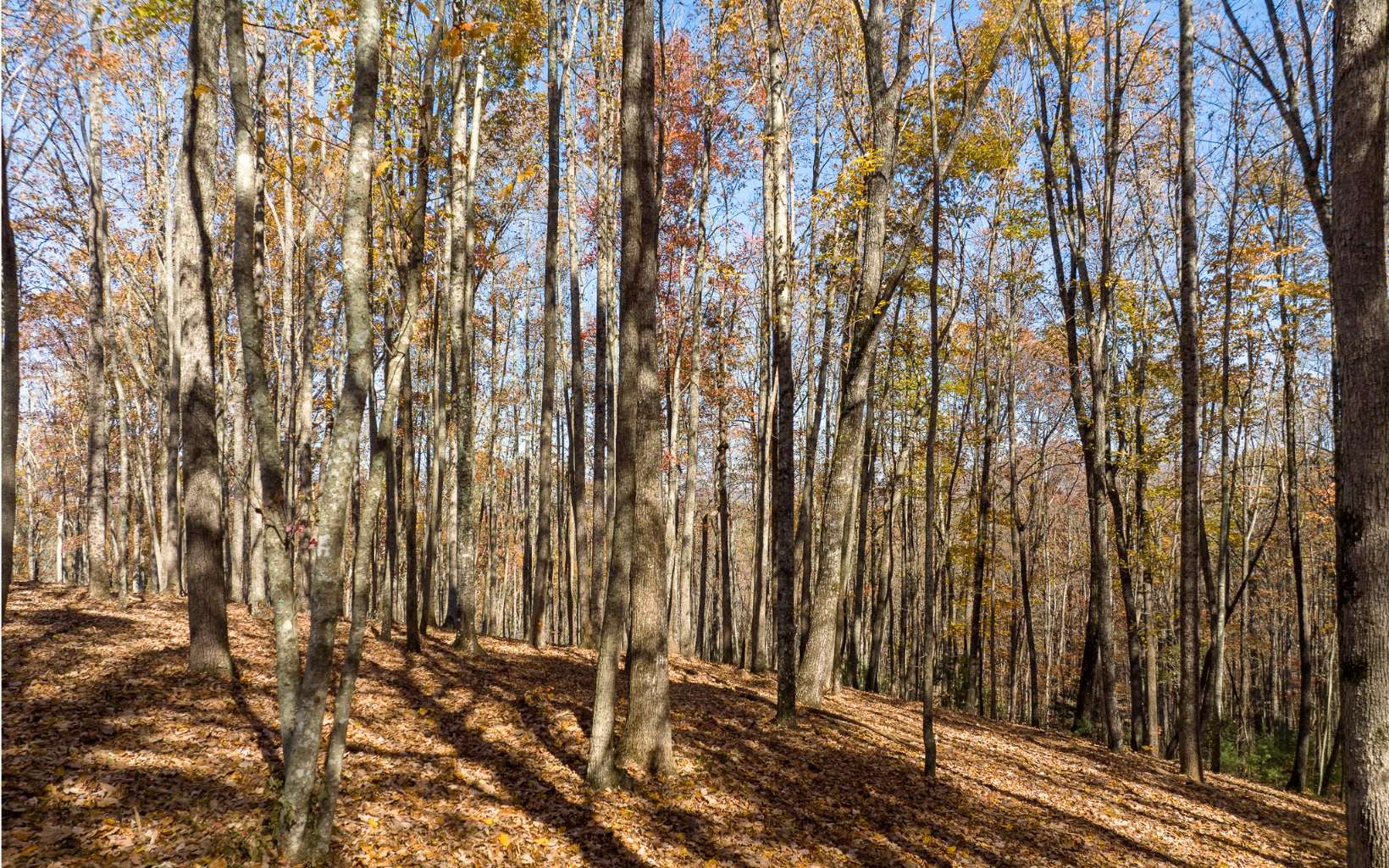 Lot 17R Tanager Trail