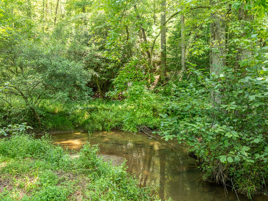 TR 3B Wolf Pen Gap Road