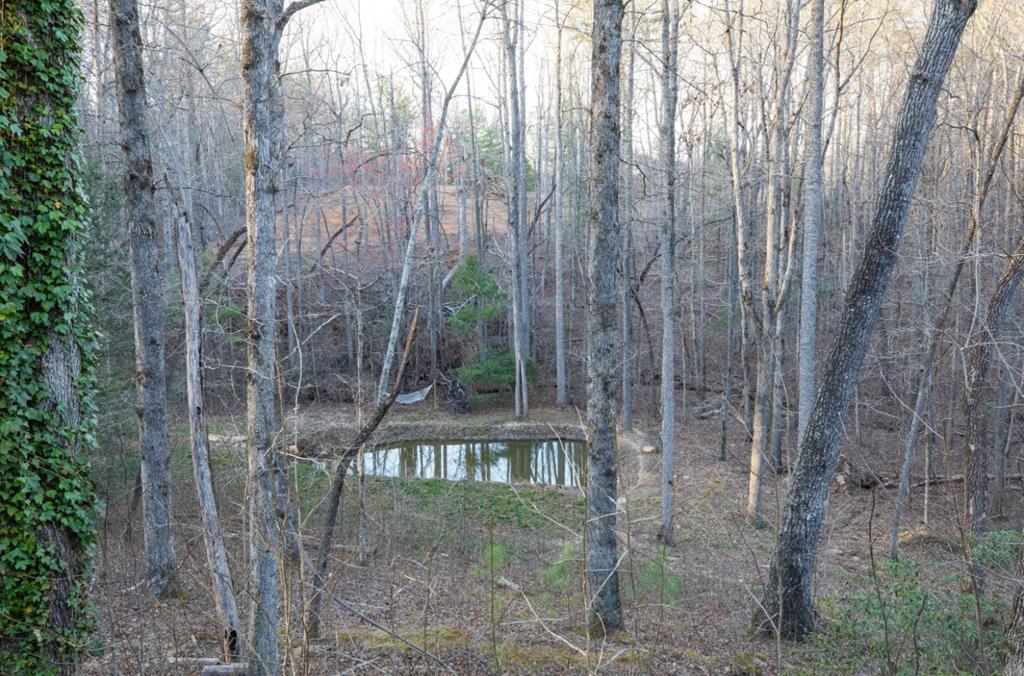 98 Deer Walk