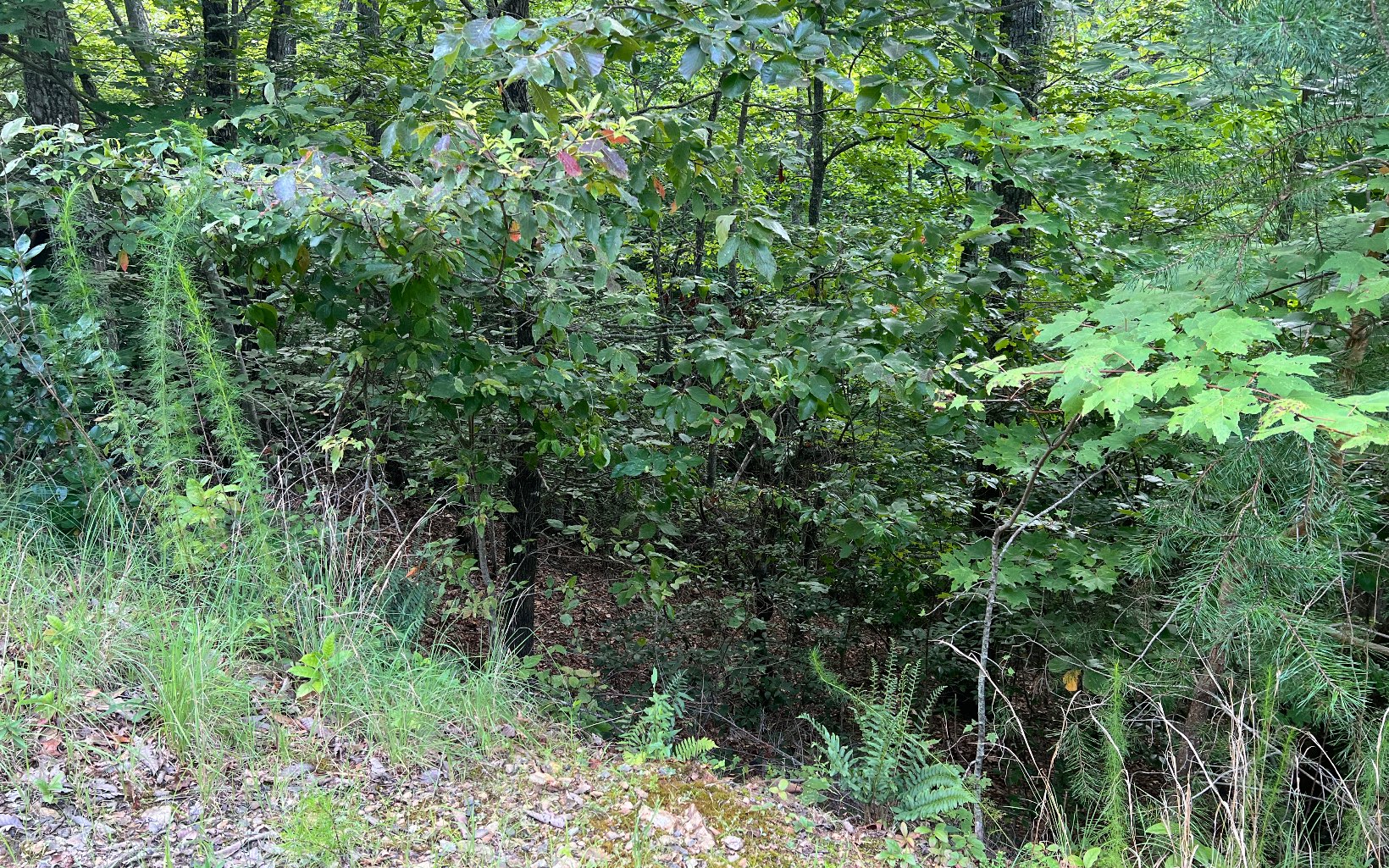 Lot 11 The Preserve At Beach Mountain