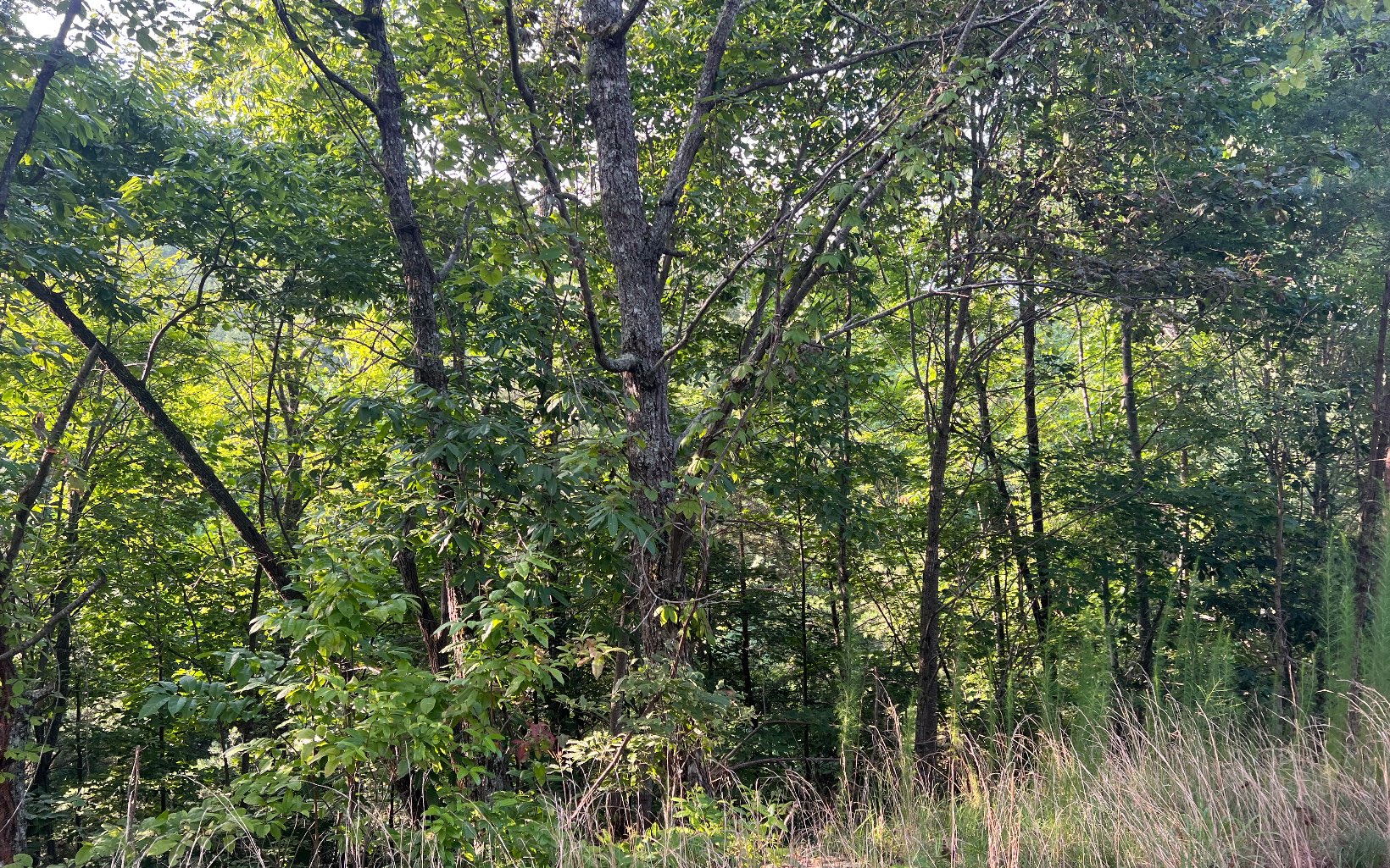 Lot 11 The Preserve At Beach Mountain