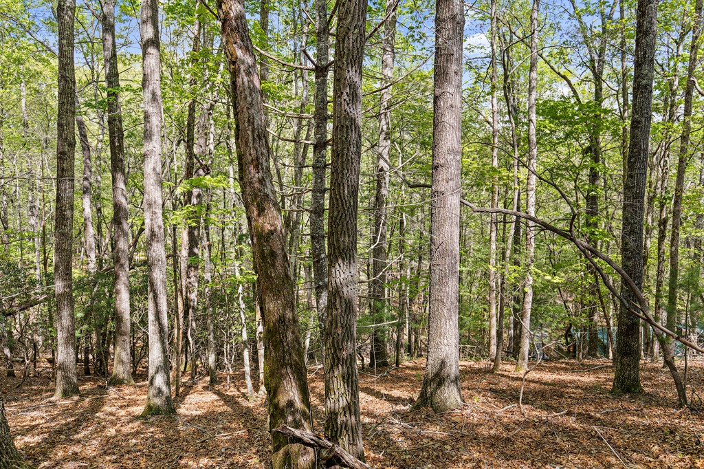 .75 Acre Chinkapin Drive