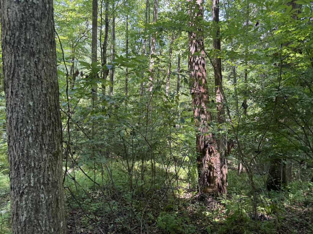 Lot 5 Blair Creek Ridge