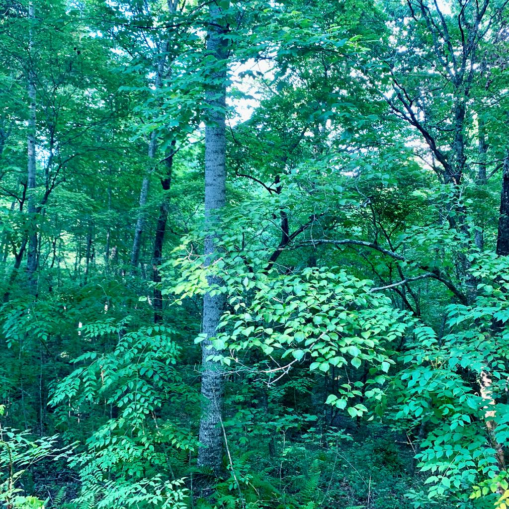 Lot 9 Wildflower Ridge